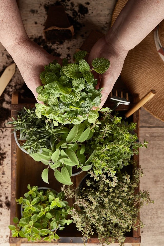 5 Tips for Growing Your Own Herbs